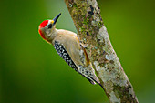 Red-crowned woodpecker