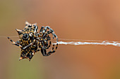Spiny spider building its web
