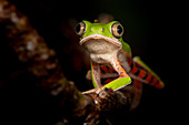 Northern orange-legged leaf frog