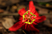 Scarlet passion flower (Passiflora coccinea)