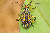 Giant mesquite bug