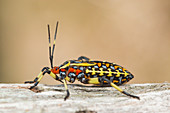 Immature giant mesquite bug