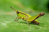 Slant-faced pasture grasshopper