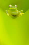 Centrolene frog