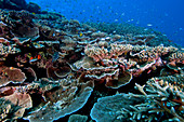 Healthy coral reef, Great Barrier Reef, Australia