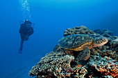 Scuba diver and green sea turtle