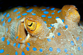 Bluespotted ribbontail ray eye