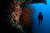 Scuba diver with black coral