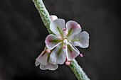 Bailey's Buckwheat