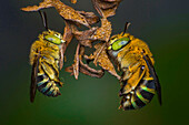 Blue-banded Bees Sleeping