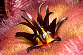 Carrion flower (Stapelia hirsuta)
