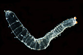 Deep-sea Alciopid Worm