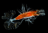 Larval Crustacean