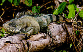 Adult Male Iguana (Iguana iguana)
