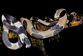 Catesby's Snail-eater (Dipsas catesbyi)