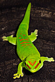 Malagasy Giant Day Gecko (Phelsuma madagascariensis)