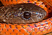 Amazon Frog-Eating Snake (Drepanoides anomalus)