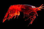 Deep Water Shrimp, Meningodora mollis