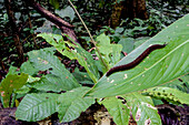 Amazon Collared Velvet Worm, casually called peripatus, (Oroperipatus sp.)