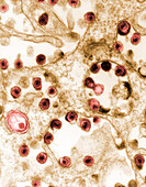 Herpes Virus