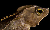 Crested Toad (Rhinella margaritifera)