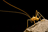 Cave crickets (Ceuthophilus sp.)