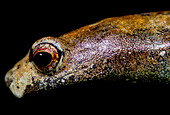 Nauta Mushroom Tongue Salamander (Bolitoglossa altamazonica)