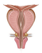 AP view of Prostate, Illustration