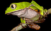 Vaillanti's Monkey Frog (Phyllomedusa vaillanti)