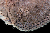 Scrawled Sole (Apionichthys nattereri)