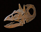 Torosaurus latus skull
