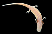 Georgia Blind Salamander (Eurycea wallacei)