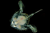 Juvenile Pancake Batfish (Halieutichthys aculeatus)