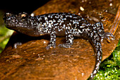 Juvenile Santa Cruz Black Salamander (Aneides niger)