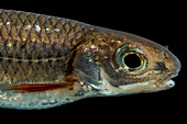 Sawfin Shiner (Pteronotropis sp)