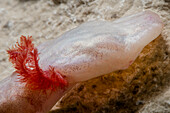 Texas Blind Salamander (Eurycea rathbuni)