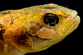 Buck Darter (Etheostoma nebra)