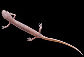 Grotto Salamander, Eurycea spelaea