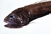 Cusk Eel (Bassozetus compressus)