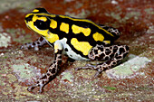 Loreto Yellow-striped Poison Frog (Ranitomeya flavovittata)