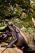 Smooth-sided Toad (Rhaebo guttatus)