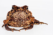 Crested Toad (Rhinella margaritifera)