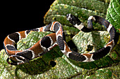 Catesby's Snail-eater (Dipsas catesbyi)