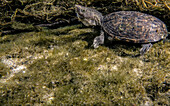 Loggerhead Musk Turtle (Sternotherus minor minor)