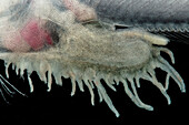 Cusk-eel (Lamprogrammus niger)