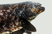 Knifefish (Adontosternarchus balaenops)
