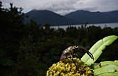Chilean Stag Beetle (Chiasognathus grantii)