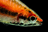 Coral Red Pencilfish (Nannostomus mortenthaleri)