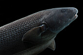 Knifefish (Apteronotus bonapartii)