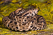 Fer-de-Lance (Bothrops atrox)